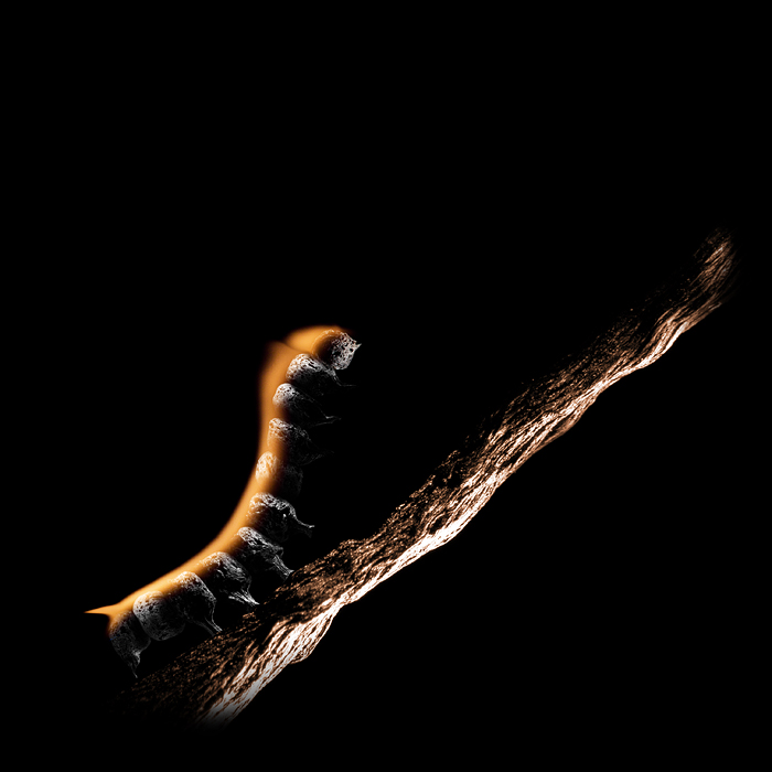 Caterpillar © Stanislav Aristov http://poltergejst.com/